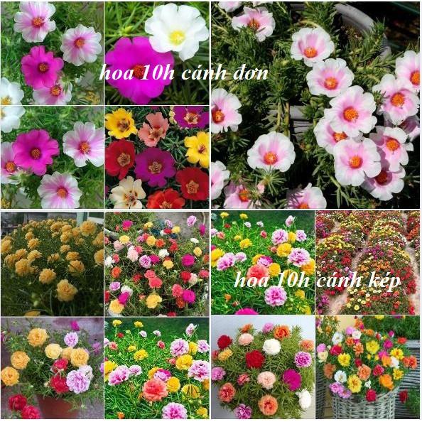 Bộ 2 gói hạt giống hoa 10h nhiều màu