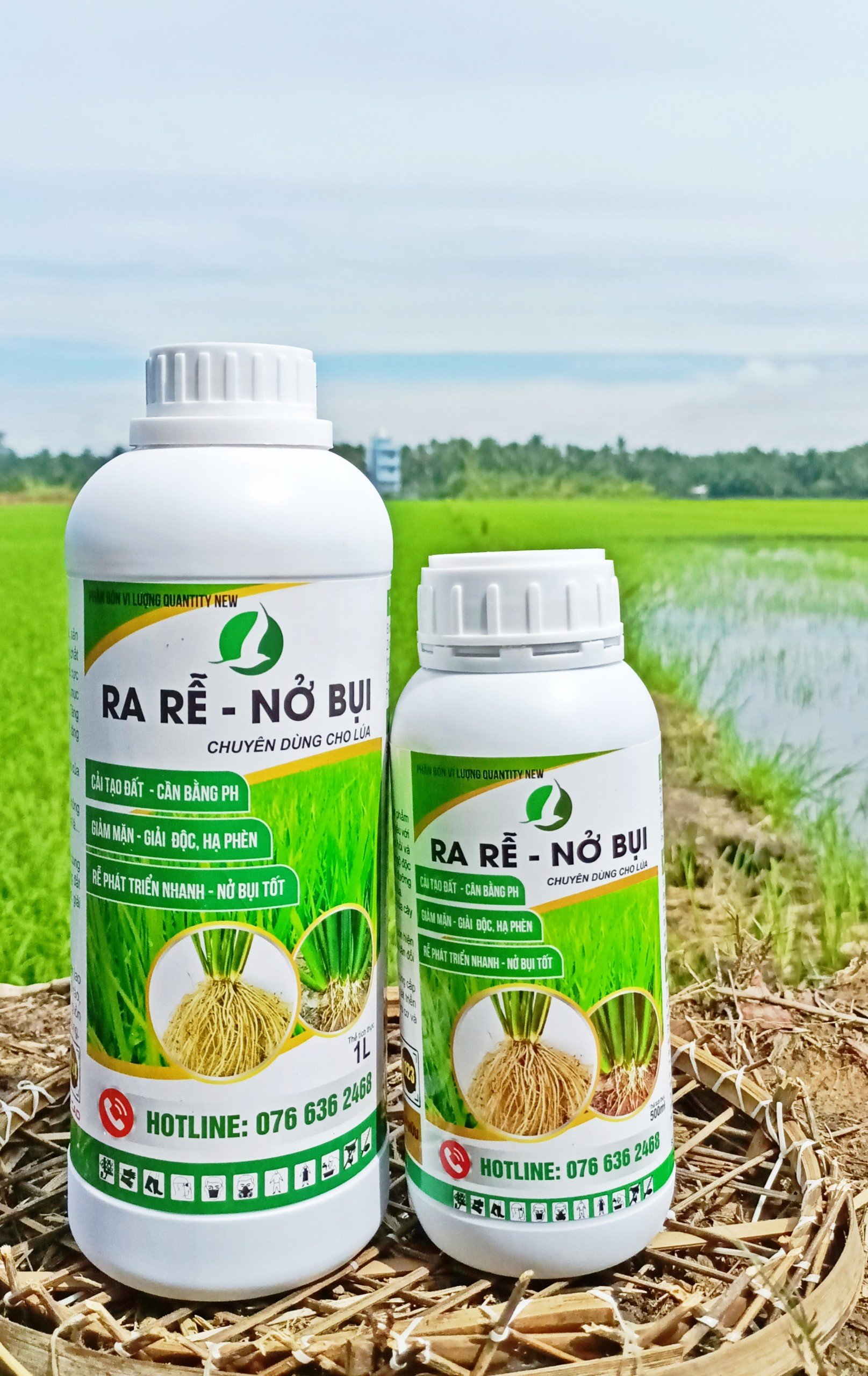 RA RỄ NỞ BỤI - ra rễ, nở bụi, cải tạo đất
