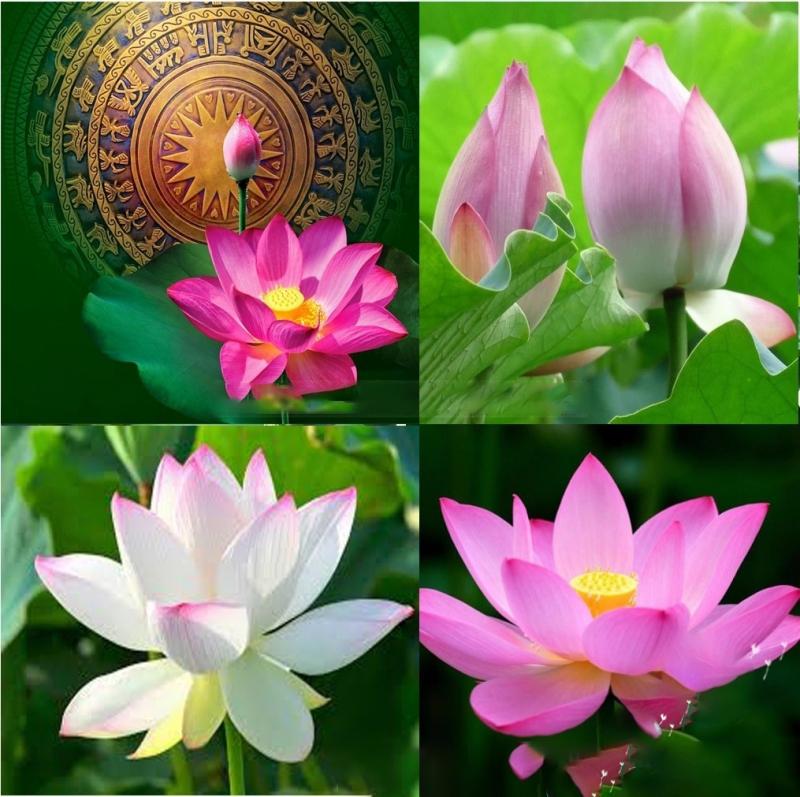 Hạt Giống Sen Ta Trắng Hồng Mix