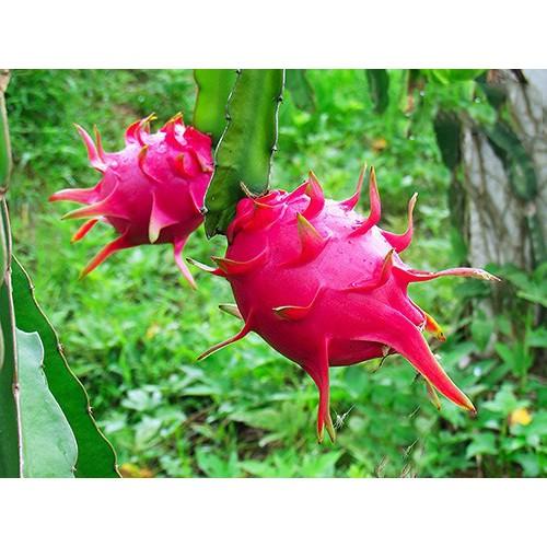 COMBO 10 CÂY GIỐNG CÂY THANH LONG VỎ ĐỎ RUỘT TRẮNG MỌNG