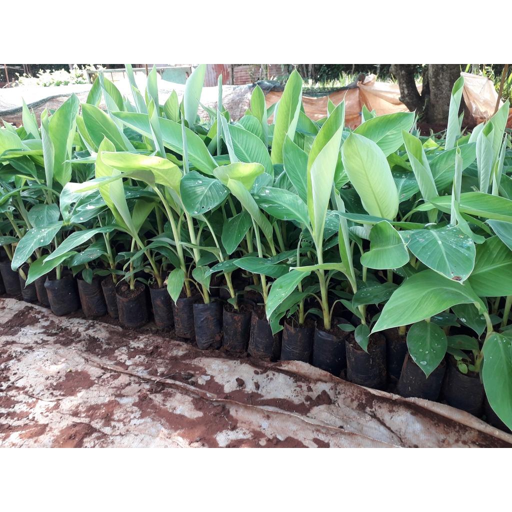 CÂY GIỐNG CHUỐI NGỰ ĐẠI HOÀNG cấy mố siêu sớm )