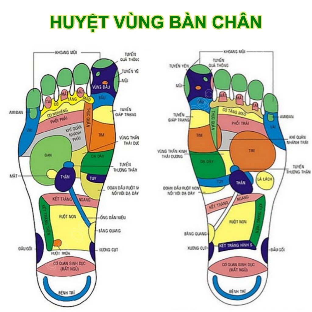 (Combo)Hộp 50 miếng dán thải độc bàn chân và hộp 12 miếng ngải cứu thắt lưng,vai gáy