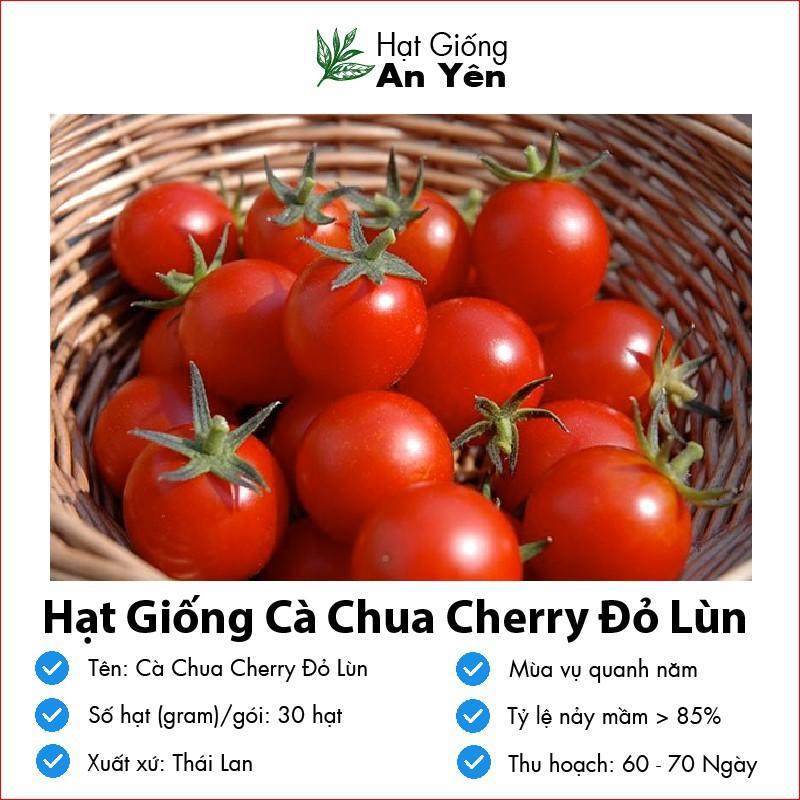 Hạt giống Cà Chua Cherry thu hoạch sớm, dễ trồng, nảy mầm cao, sinh trưởng khoẻ