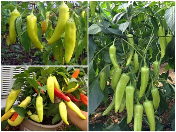 Hạt Giống Ớt Sừng Vàng F1 Siêu Năng Suất - Gói 1Gr