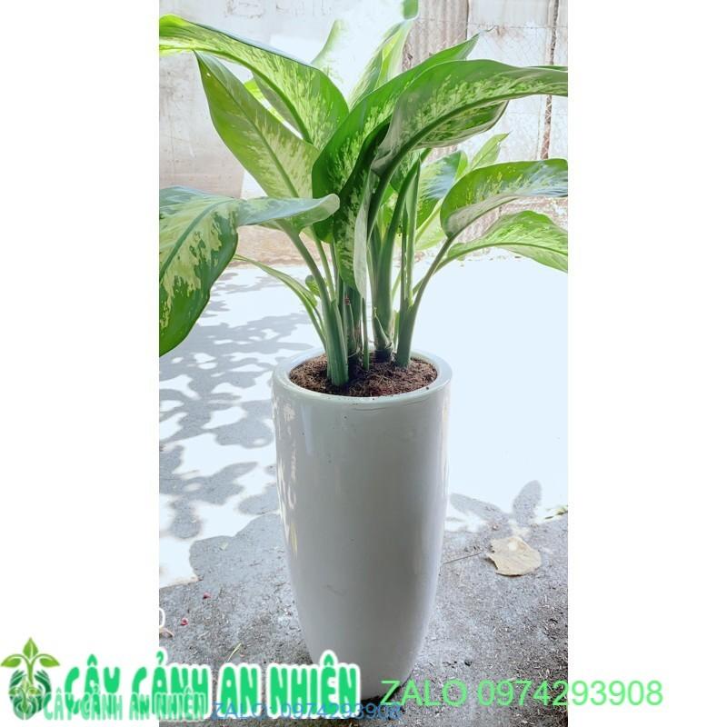 Chậu Cây Vạn Niên Thanh