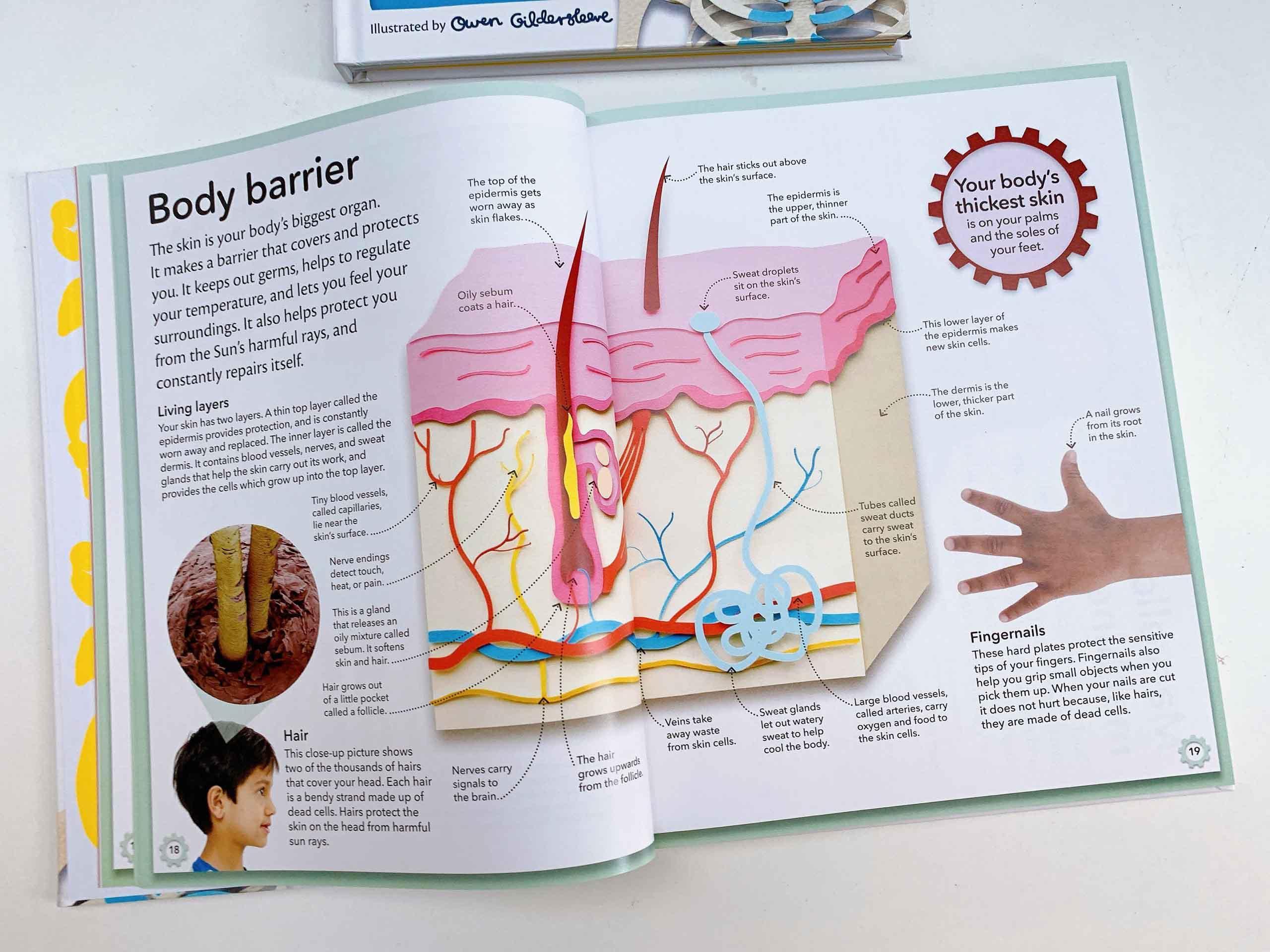 My Amazing Body Machine : A Colourful Visual Guide to How your Body Works