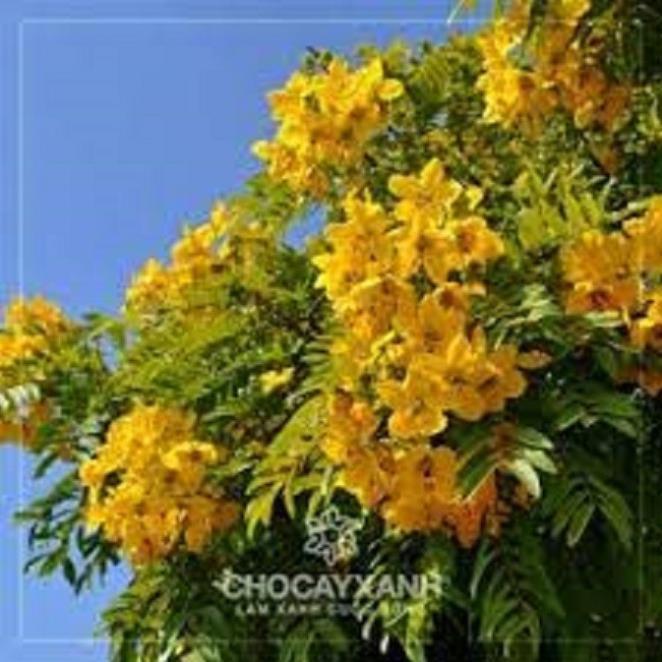 CÂY GIỐNG MUỒNG LÁ LẠC - Hoa siêu đẹp