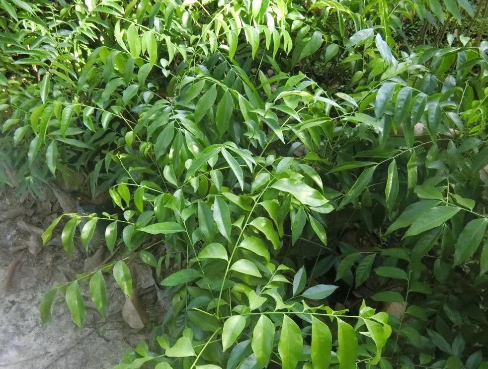Combo 2 cây giống rau gia vị móc mật tặng kèm 1 bầu cây rau sâm đất