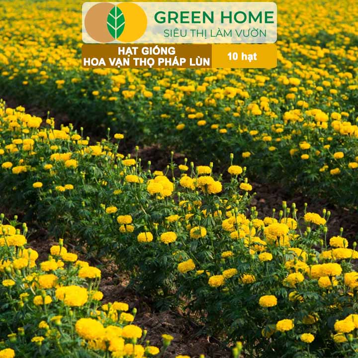 Hạt Giống Hoa Vạn Thọ Pháp Lùn F1 Vàng Chanh GreenHome, Gói 10 hạt, Dễ Trồng Quanh Năm, Trồng Chậu H19
