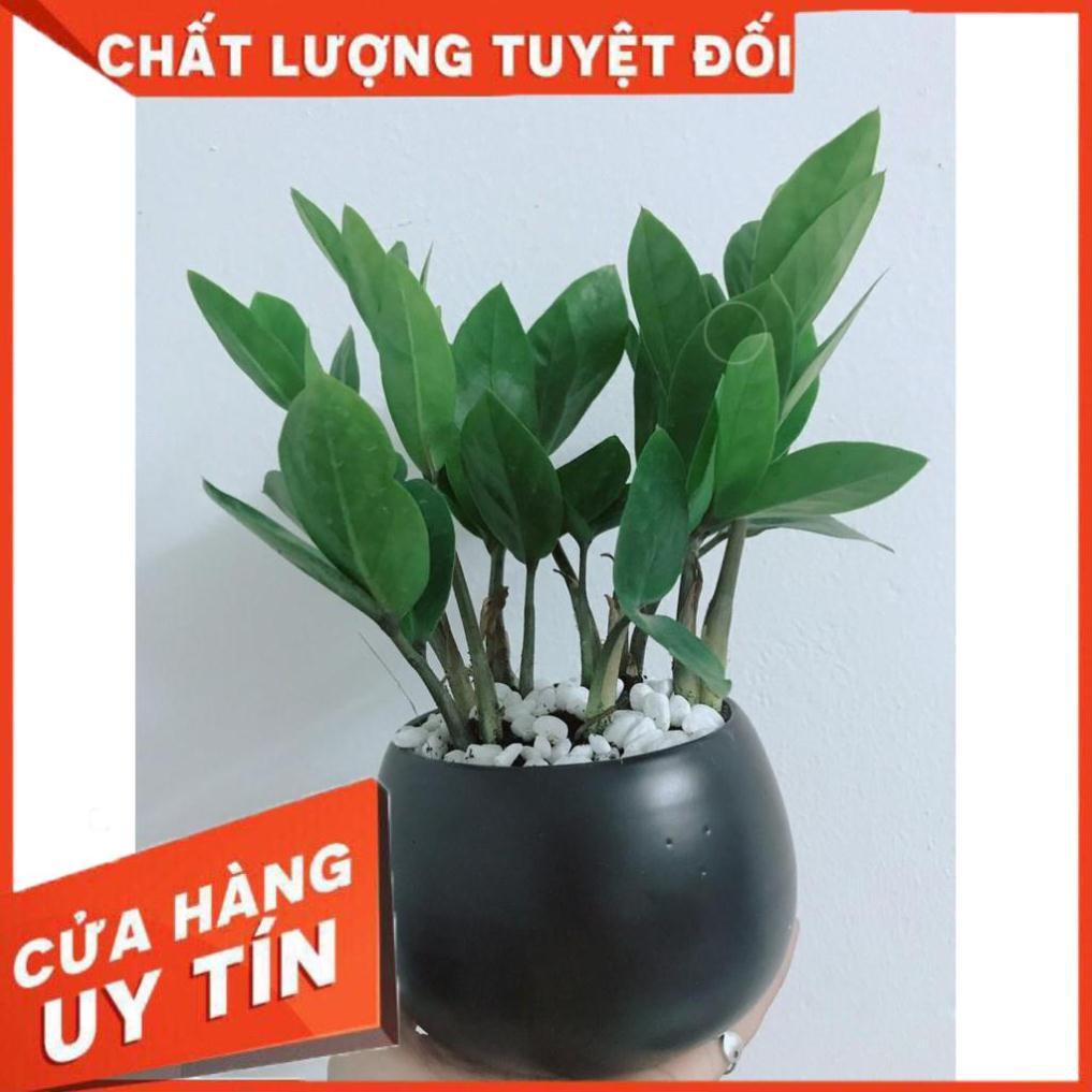 Chậu kim tiền thái Nhiều Người Mua