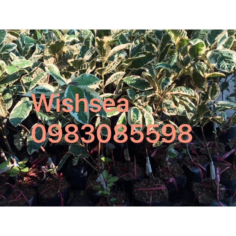 Cây ổi cẩm thạch và cây chanh cẩm thạch