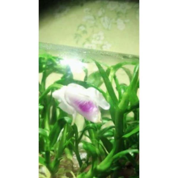 Hoa lan Giả Hạc 5ct Mắt Nai