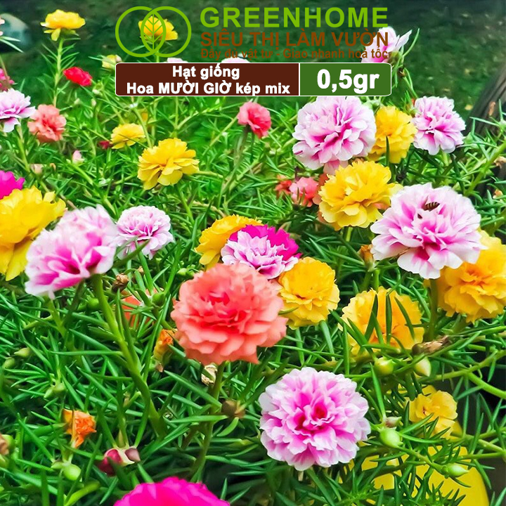 Hạt Giống Hoa Mười Giờ Greenhome, Gói 0,03gr, Sai Hoa, Màu Rực Rỡ, Dễ Trồng Quanh Năm, Nảy Mầm H08