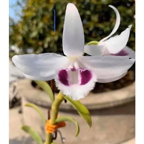 LAN ĐỘT BIẾN - Phi điệp ĐỘT BIẾN 5 cánh trắng TUYẾT NGỌC - Hàng var, hoa cực đẹp cực hiếm gieo hạt - Cây Y hình