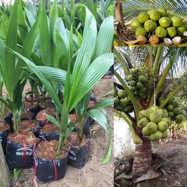 CÂY GIỐNG DỪA XIÊM LÙN