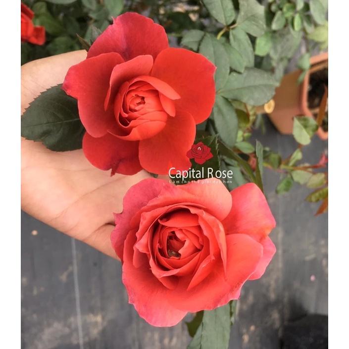 Hoa hồng Hot Chocolate Rose - hoa siêu đẹp, hoa bụi