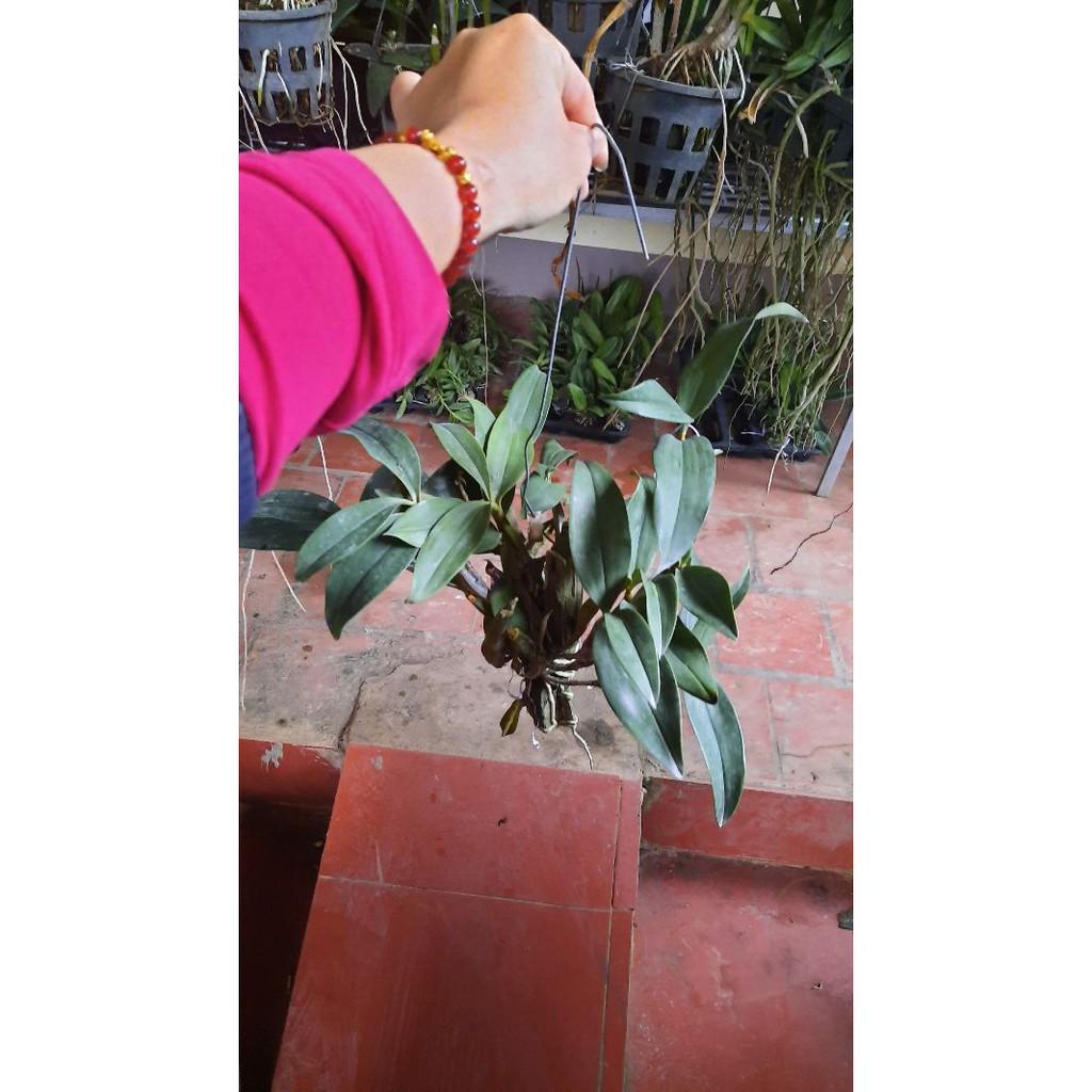 Hoa phong lan kiều tím thái