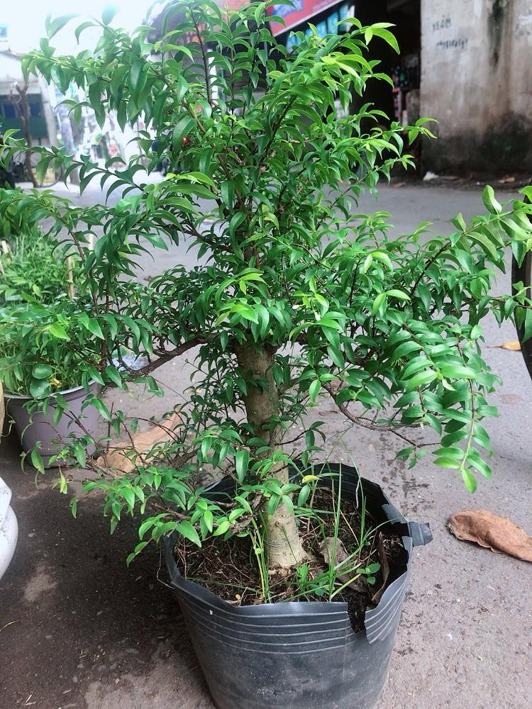 Cây Mai Chiếu Thuỷ Size Đại