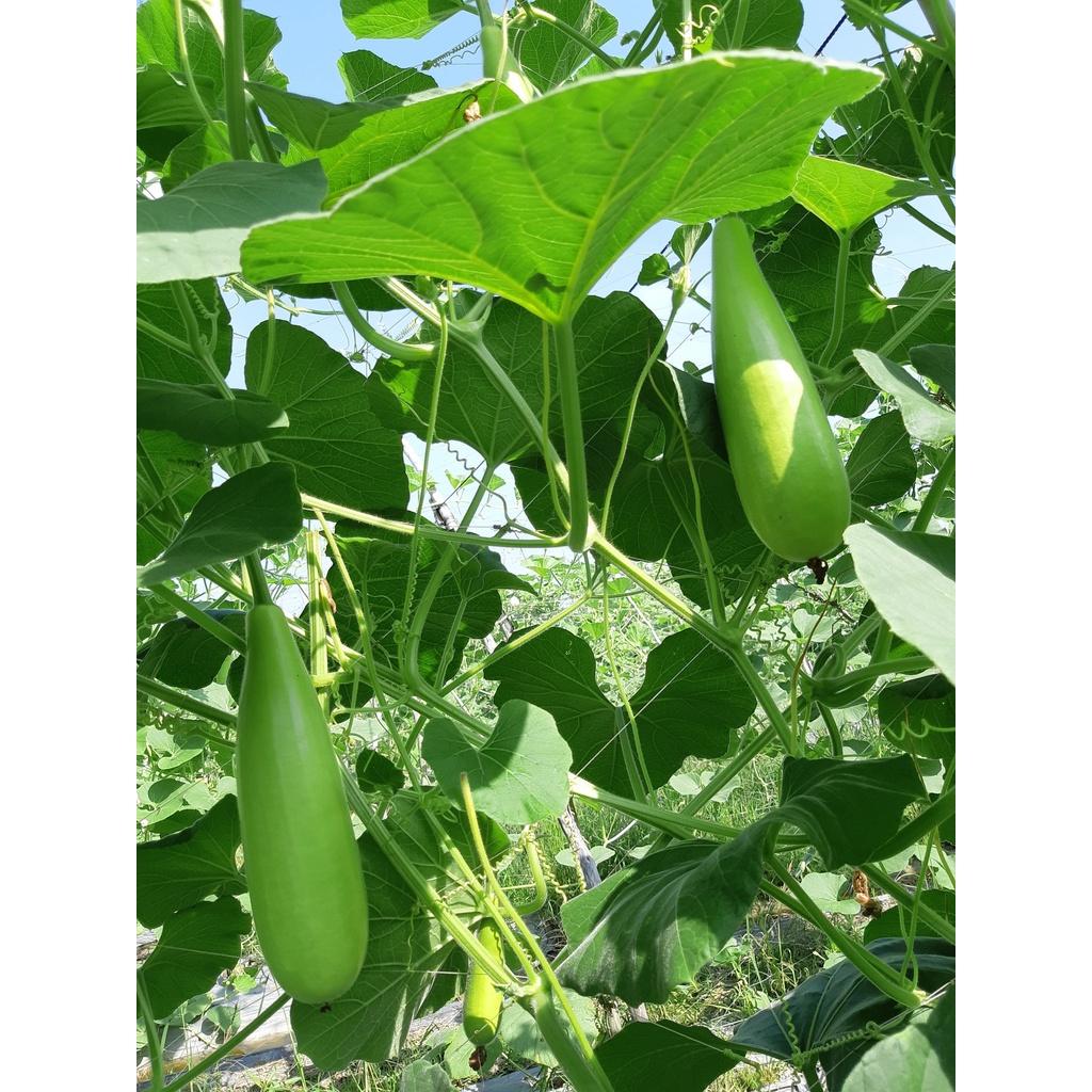 HẠT GIỐNG BẦU XỊ 646F1 -