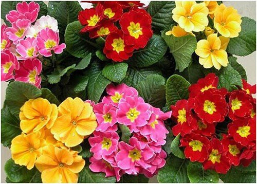 Hạt giống hoa Cúc báo xuân 2