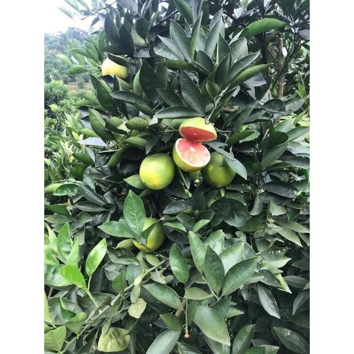 Cam cara Ruột đỏ giống cây trồng chất lượng cao, giống cây trồng nhập ngoại mang lại hiệu quả kinh tế cao