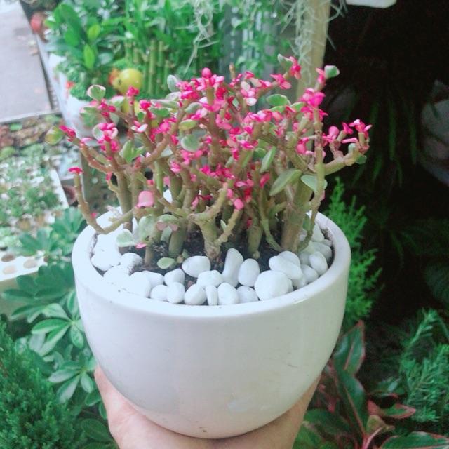Chậu Cây Cành Vàng Lá Ngọc