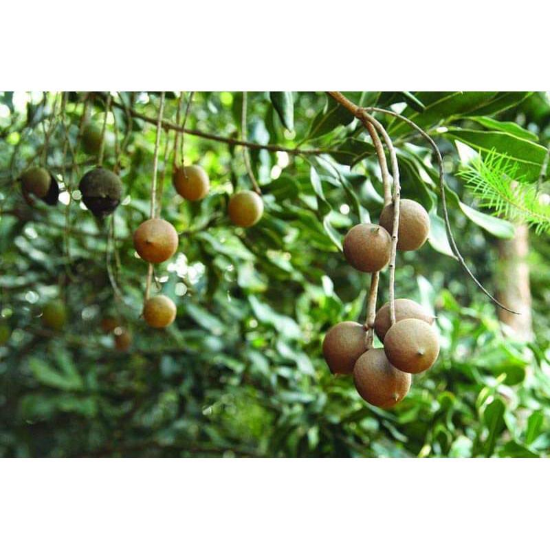 Cây Giống Mắc Ca cam kết chất lượng
