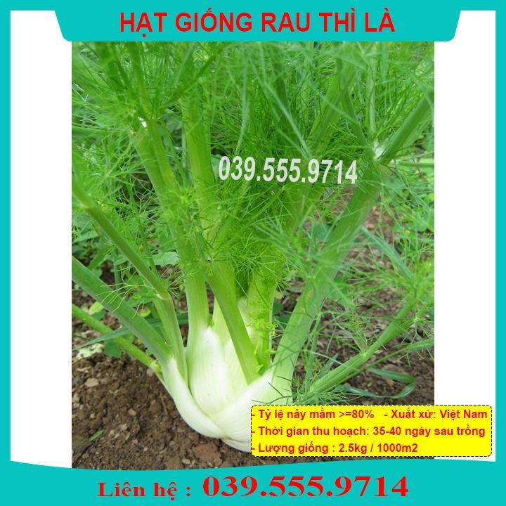 HẠT GIỐNG RAU THÌ LÀ - TỶ LỆ NẢY MẦM CAO