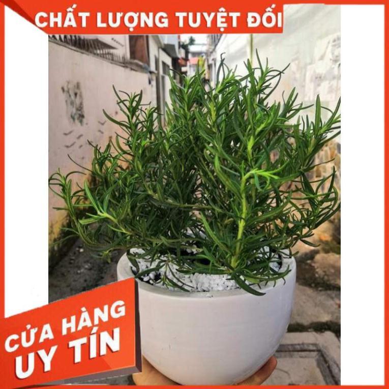 Chậu hương thảo Nhiều Người Mua