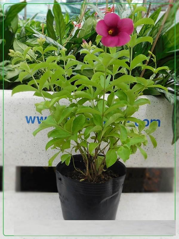 Cây hoa leo HUỲNH ANH - BẦU CÂY GIỐNG - HOA VÀNG RỰC RỠ