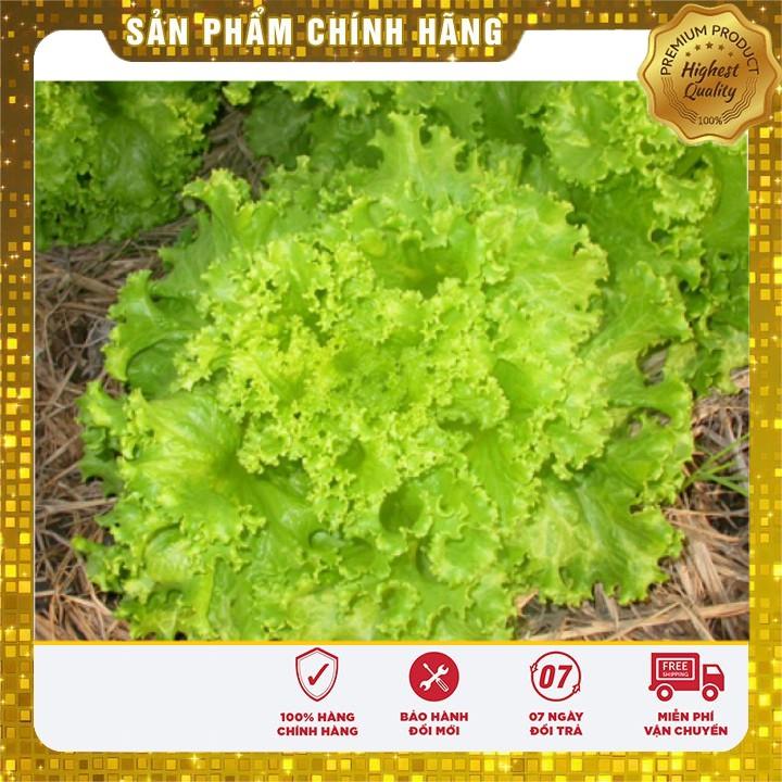 Hạt giống rau Xà Lách Xoăn Xanh - xà lách xanh ngon