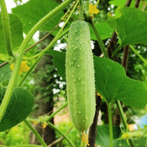 Hạt giống Dưa Leo lai F1 NẾP XƯA gói ~ 10 hạt