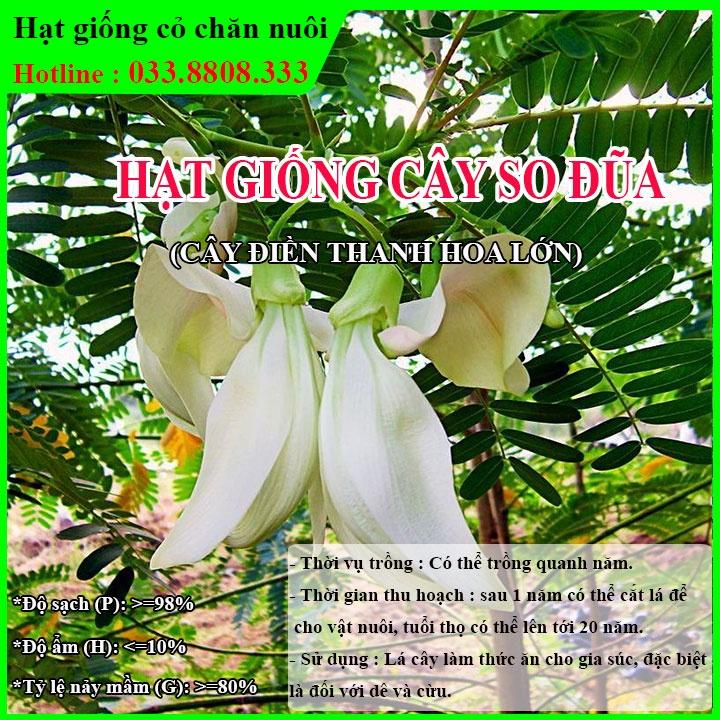 Hạt Giống Cây So Đũa – Điền Thanh Hoa Lớn - Giống Cỏ Chăn Nuôi - Hạt Giống Cỏ Chăn Nuôi động vật