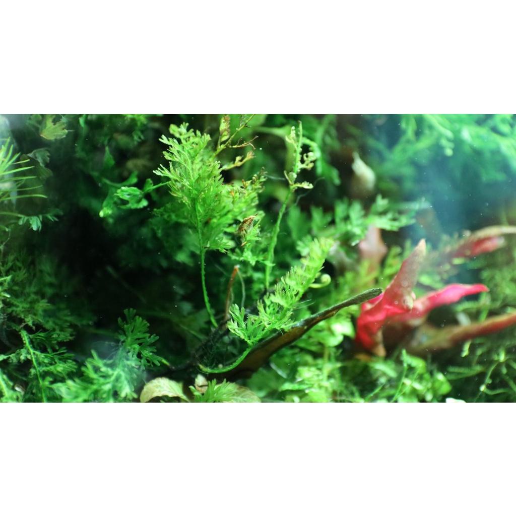 Phân nước Kali+ cho bể thủy sinh