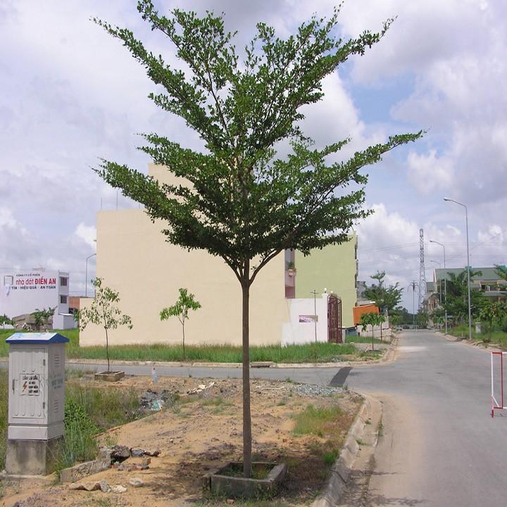 Cây Bàng Đài Loan giống