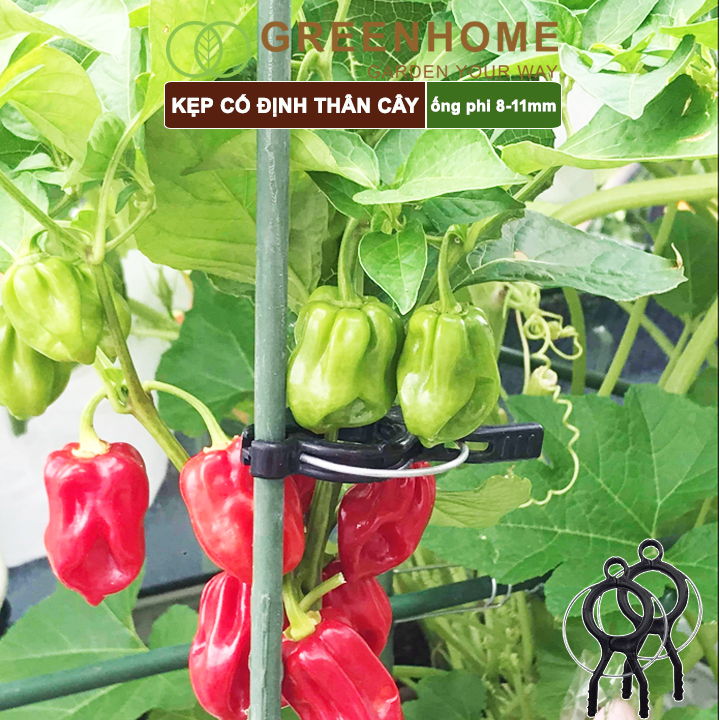 Kẹp cố định thân cây nhật bản, daim, Greenhome đỡ hoa, trái, tiện lợi, độ bền 5 năm