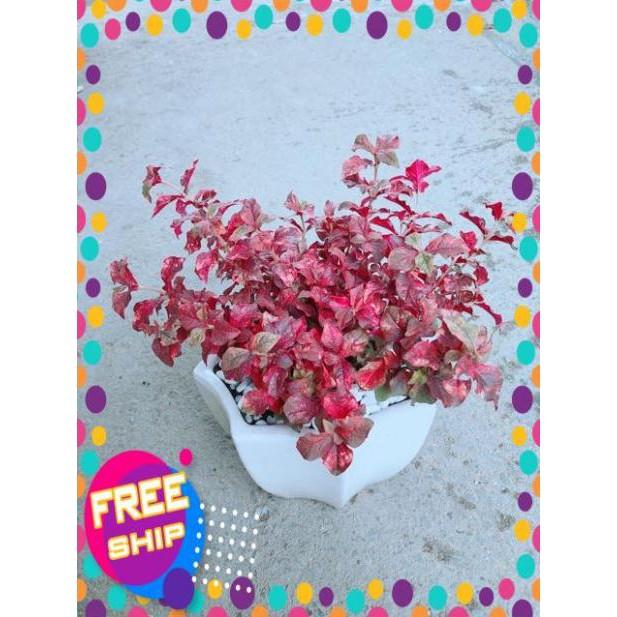 Chậu Ruby Đỏ