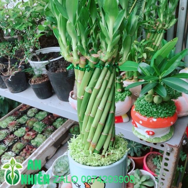 Chậu Trúc Phát Tài