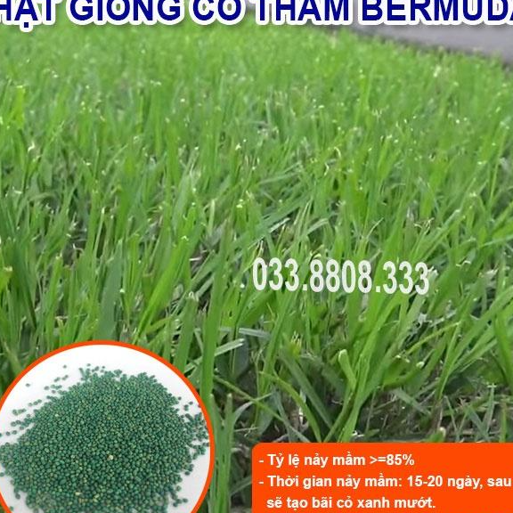 HẠT GIỐNG CỎ THẢM BERMUDA XANH 100gram- CỎ THẢM SÂN VƯỜN, SÂN BÓNG, SAN GOLF