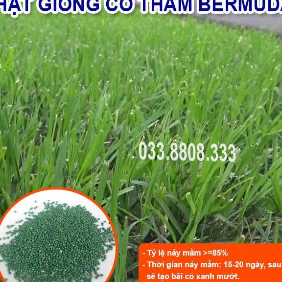 HẠT GIỐNG CỎ THẢM BERMUDA XANH 300gram - CỎ THẢM - CỎ TRANG TRÍ SÂN VƯỜN, SÂN BÓNG