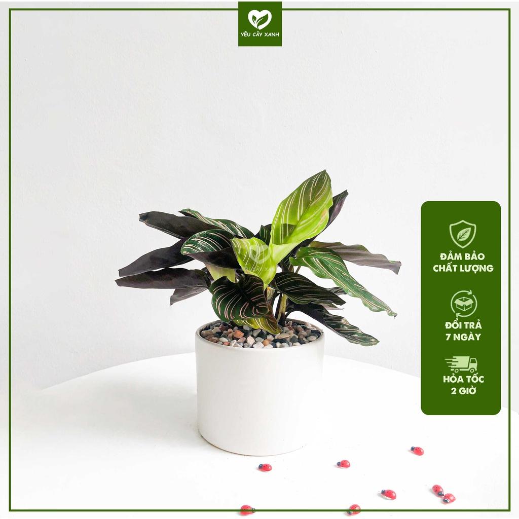 Cây Đuôi Công Tím để bàn - Calathea Medallion