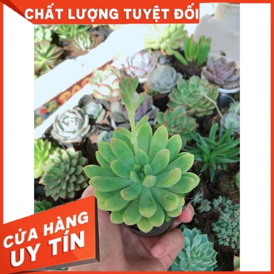 Combo 10 cây sen đá Nhiều Người Mua