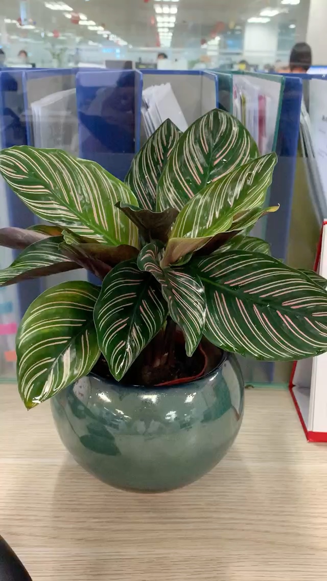 Cây Đuôi Công Tím Chậu Sứ Để Bàn Tặng Kèm Sỏi Trang Trí