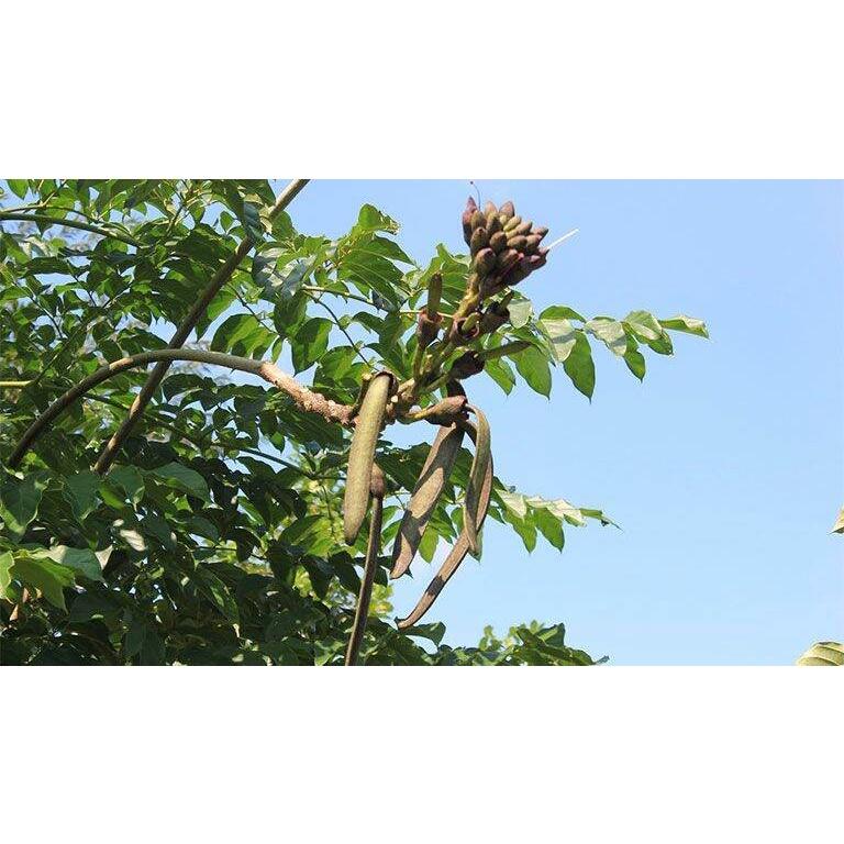Nửa lon hạt giống cây núc nác
