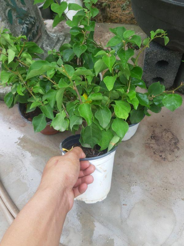 Cây hoa giấy màu hồng phớt cây đẹp chuẩn giống