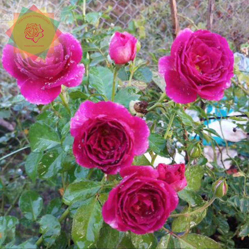 Cây hoa hồng ngoại Ebb Tide Rose tím - Hoa hồng Thăng Long Flower