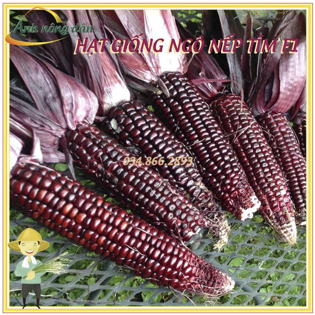Gói 500g Hạt giống ngô nếp tím F1 cao sản - bắp nếp tím giống thuần chất lượng tốt, năng suất cao