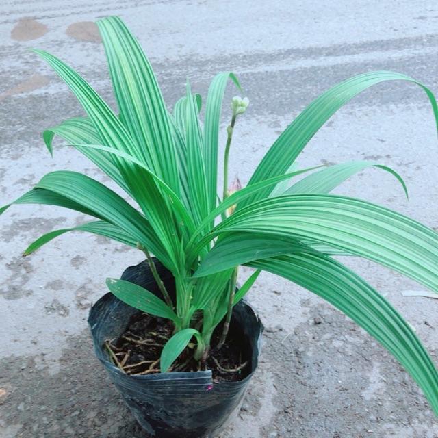 Cây Lan Đất Có Hoa Màu Vàng