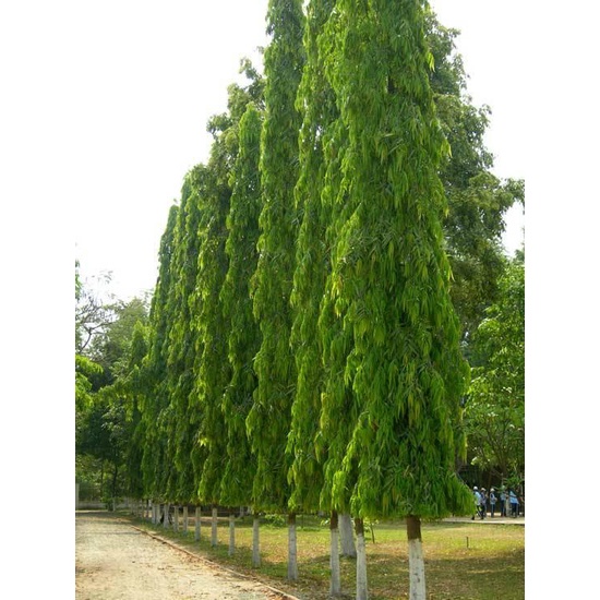 Cây Giống Giáng Hương