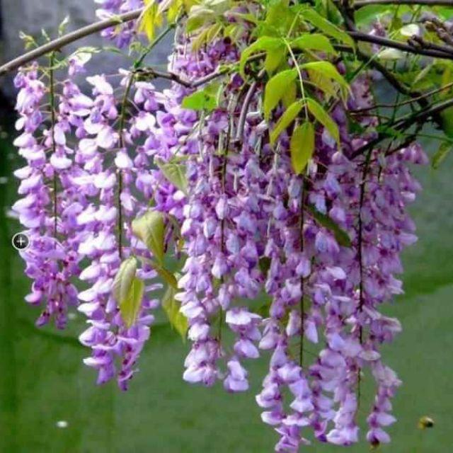 HOA TỬ ĐẰNG